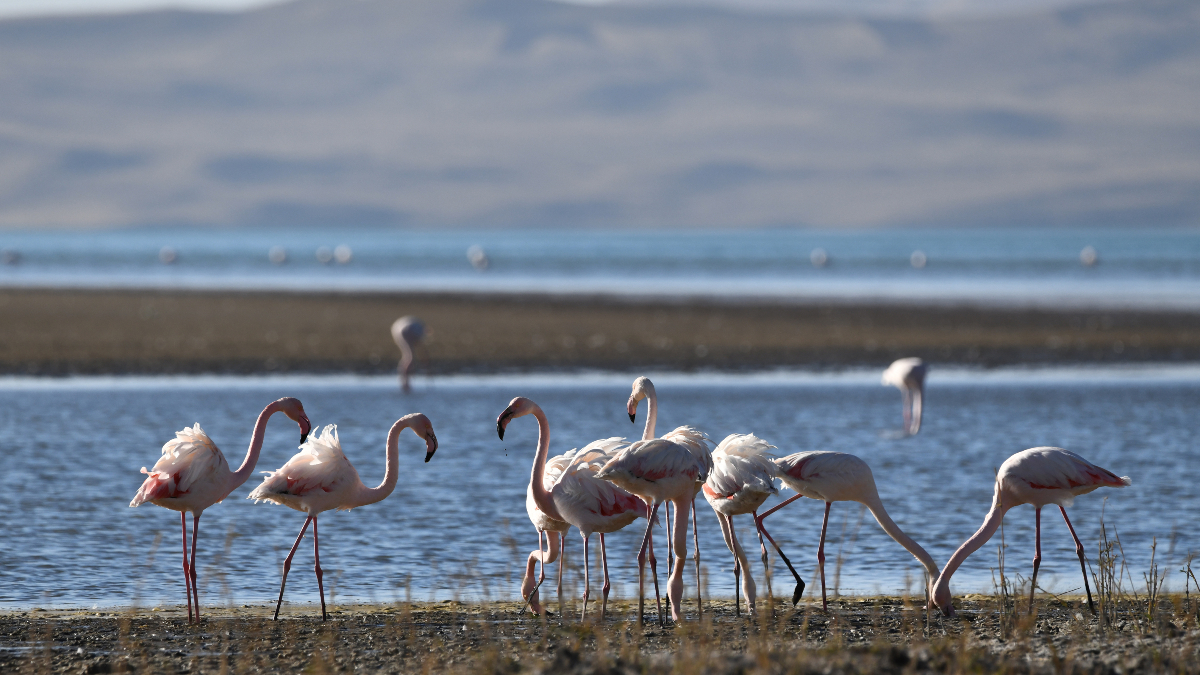 Van Erçek Gölü'nde Kuraklık ve Flamingo Azalması