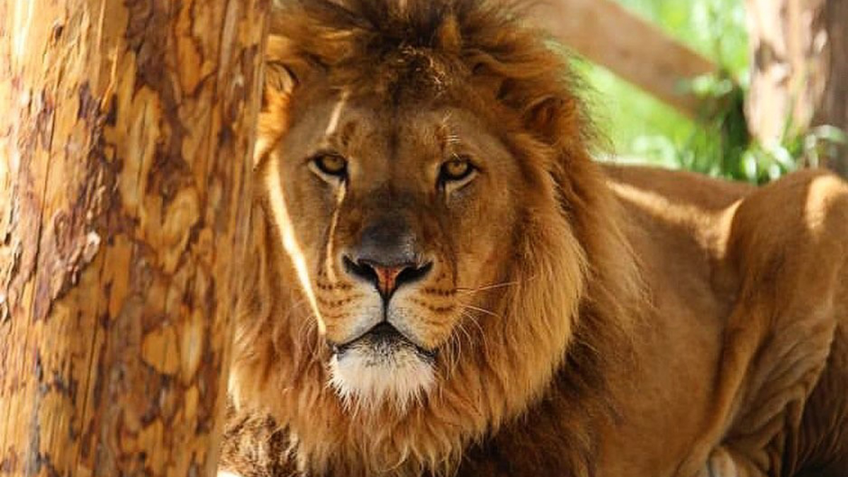 Antalya'da Kaçan Aslan Panik Yarattı